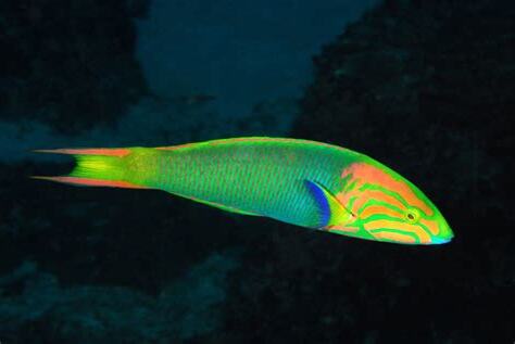 五帶錦魚