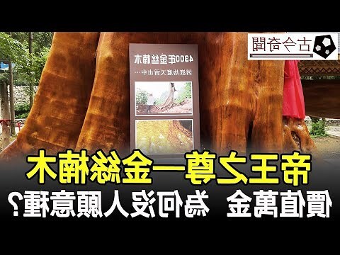 金絲楠木樹