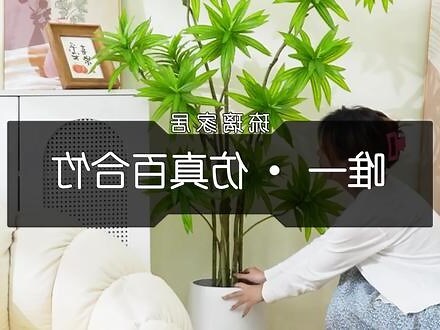 为什么家里不能放假花