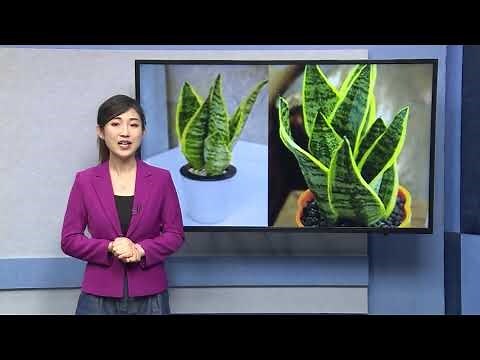 擋煞吊蘭風水