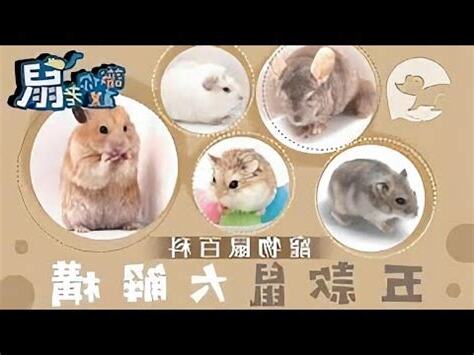 寵物老鼠種類