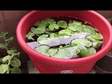 養魚是什麼意思