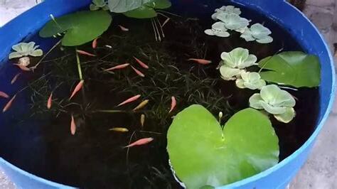 户外生態缸教學