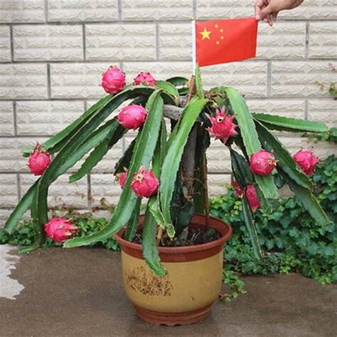 種火龍果