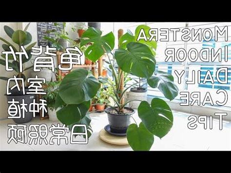 monstera中文