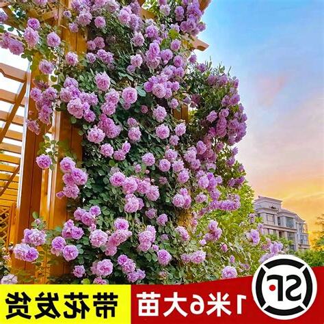 爬藤植物