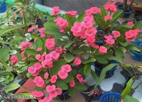 麒麟花種植