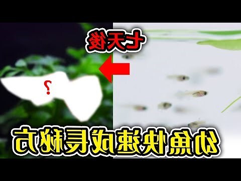 綠水養魚