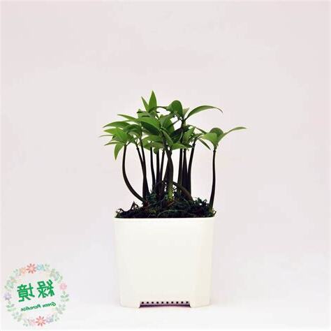 防小人盆栽