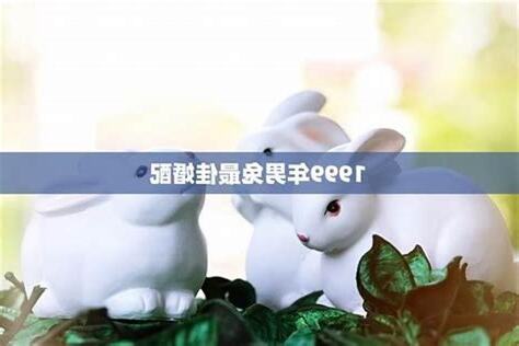 兔狗配