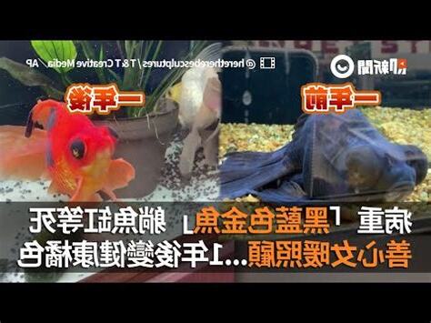 黑牡丹金魚怎麼養