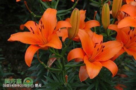 百合花有毒嗎