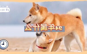 1994年属