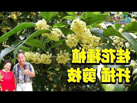 桂花樹風水