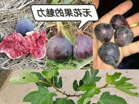 如何種無花果