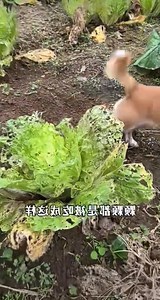 學老話