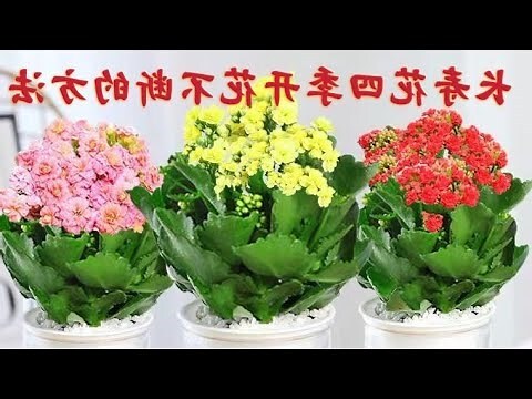 長壽花盆栽