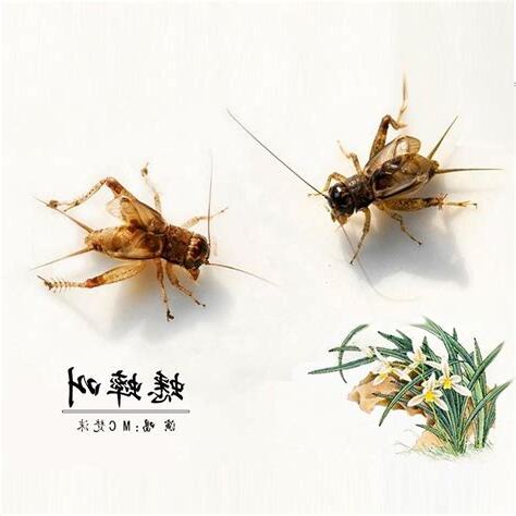 蟋蟀叫的原因