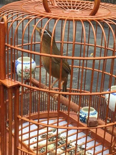 養鳥的人