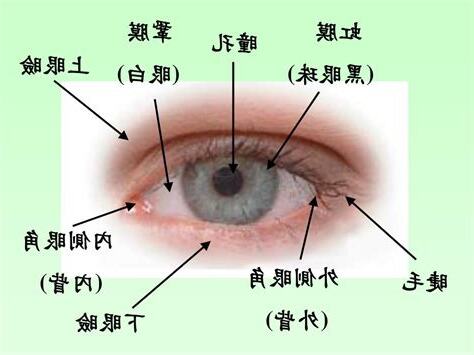 眼睛部位圖