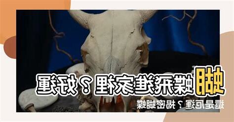 家裏有蝴蝶代表什麼