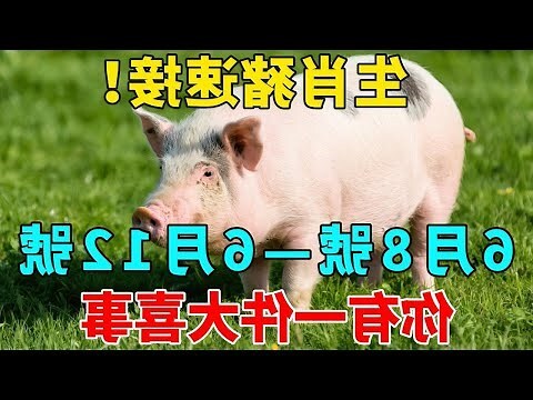 豬的生肖