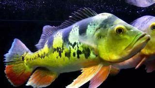 皇冠三間魚