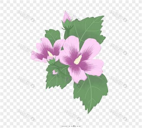 木槿花卡通