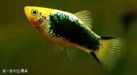 適合戶外養的魚