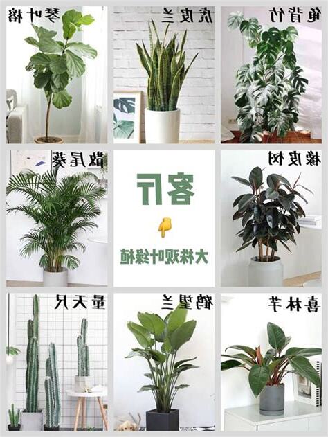 室內植物種類