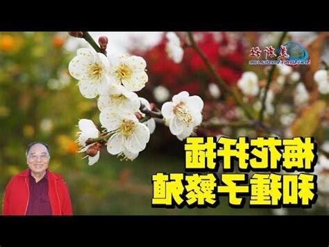 平地種梅樹