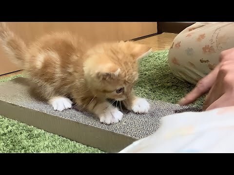 猫爪花