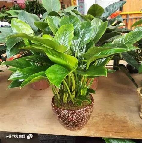 喜濕植物