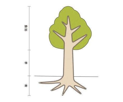 樹的部位名稱