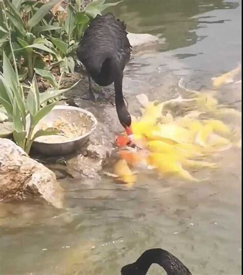 天鵝魚兇