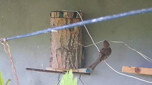 麻雀在家筑巢风水