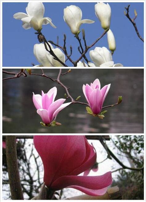玉蘭花如何修剪