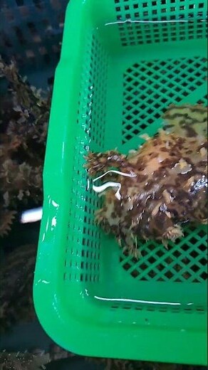 五腳虎飼養