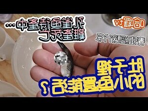 孔雀魚難產卡住