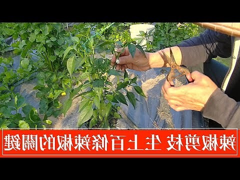 辣椒樹