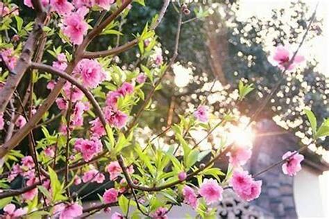 如何增加桃花
