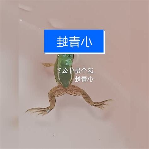 青蛙入宅