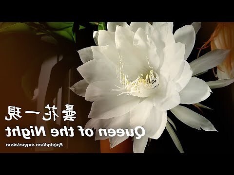 曇花開花時間