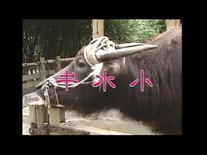 小水牛