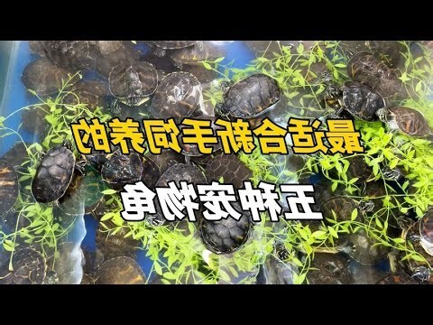 夢見大龜