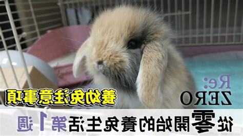 養兔子好嗎