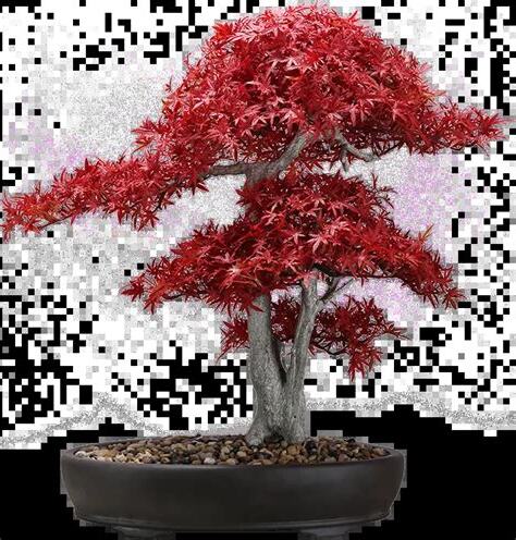 紅楓樹風水