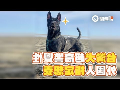 黑色土狗