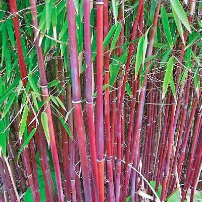 紅竹葉功效