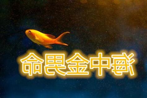 海中金命男
